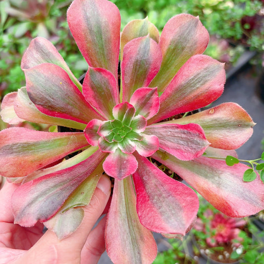 金辉，Aeonium Golden Glow，Single Head，13cm
