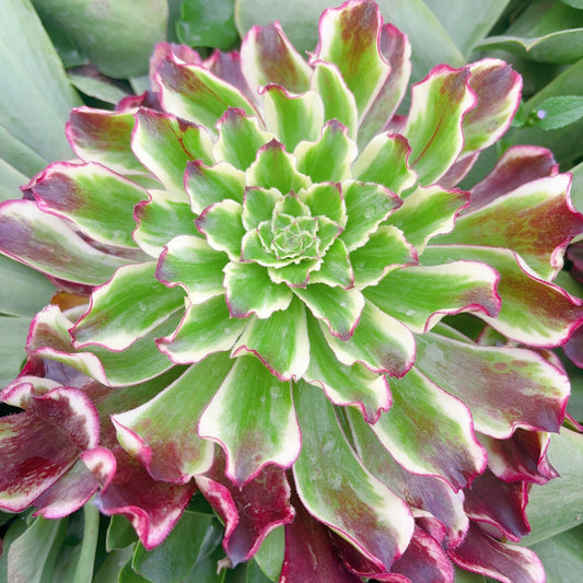 水墨变异，Aeonium No Named Yet，COLLECTING NAMES!!!Cutting，10cm