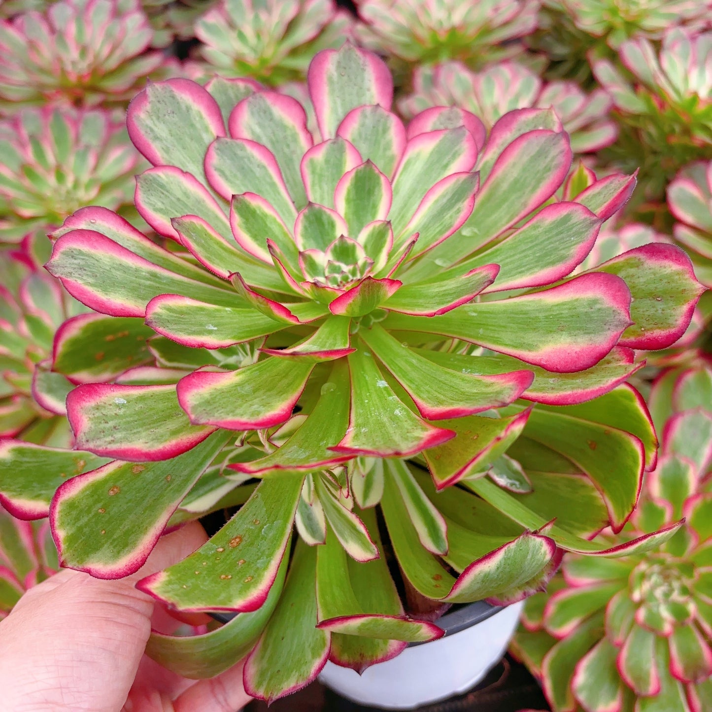 霁月，Aeonium Clear Moon，Cluster 15-20cm At Least 4 side heads