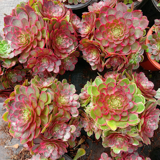 夜宴，Aeonium Evening Banquet，Cluster，20-25cm At Least 10 heads