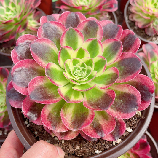 玉姿Aeonium Yuzi，Cutting 10cm