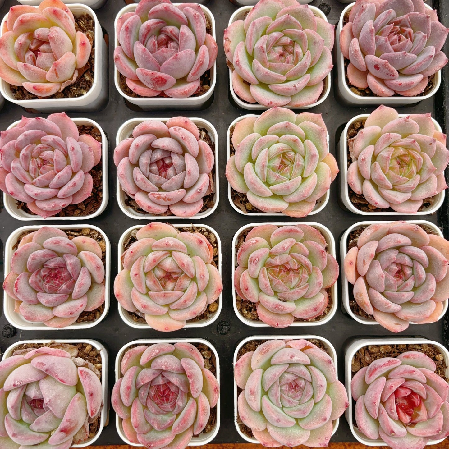 清荷，Echeveria Elegant Lotus，Single Head，6.5cm Pot