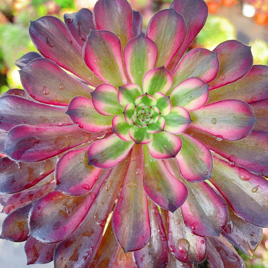 草莓蛋糕，Aeonium Strawberry Cake，Single Head，13cm