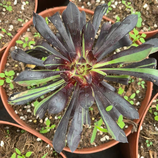 墨法师拉丝，Aeonium M Brushed，Cutting 10cm