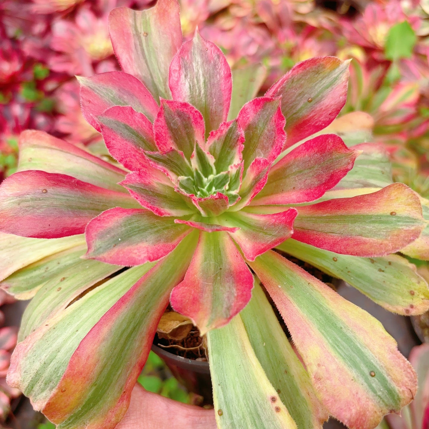 金辉，Aeonium Golden Glow，Single Head，13cm