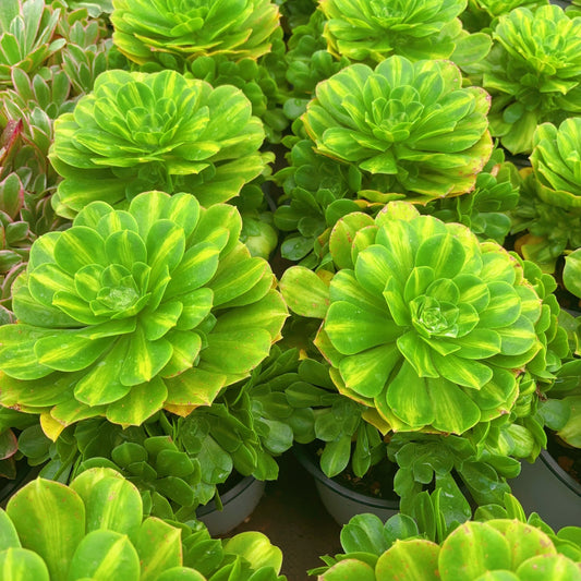 琉璃群Cluster  Aeonium Glaze，Cluster At least 5 side heads  15-20cm