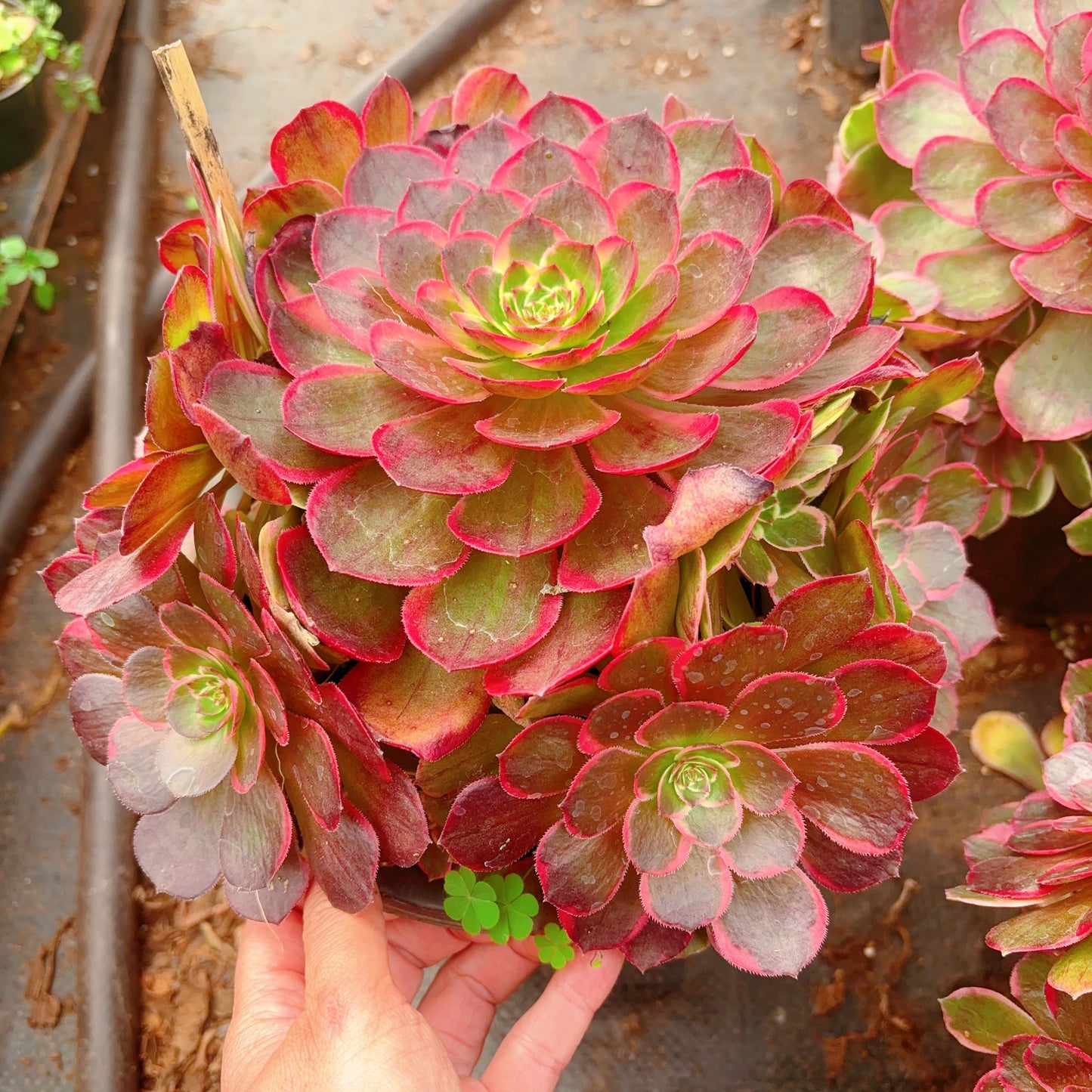 夜宴，Aeonium Evening Banquet，Cluster，20-25cm At Least 10 heads
