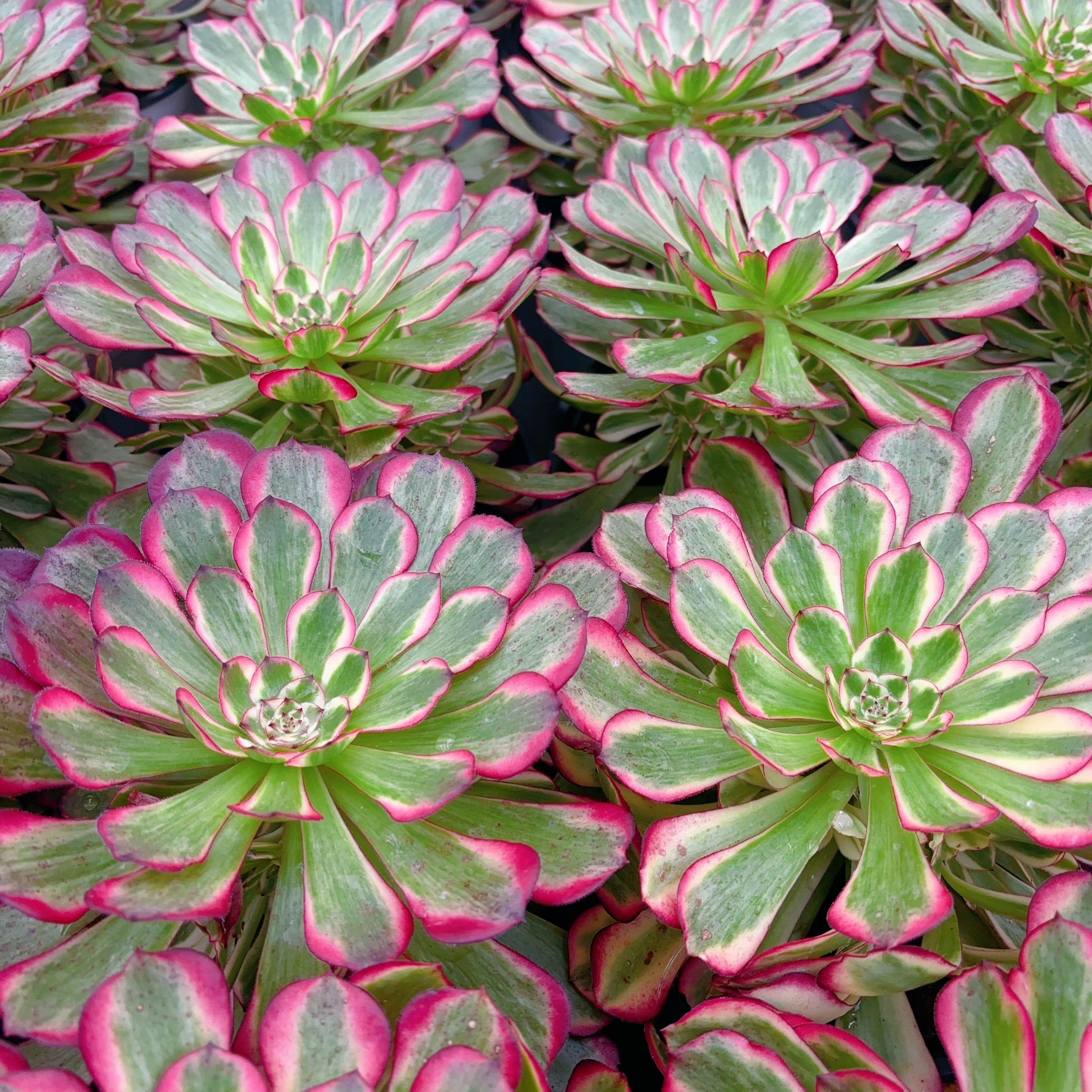 Aeonium Cluster – DaFoo！Succulents
