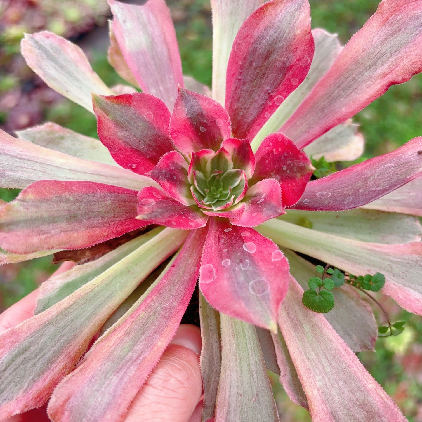 金辉，Aeonium Golden Glow，Single Head，13cm