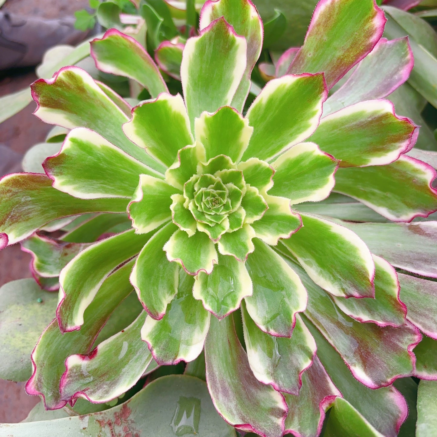 水墨变异，Aeonium No Named Yet，COLLECTING NAMES!!!Cutting，10cm