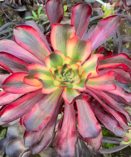 红魔女，Aeonium Scarlet Witch/Voodoo Selected，Cutting，15-20cm