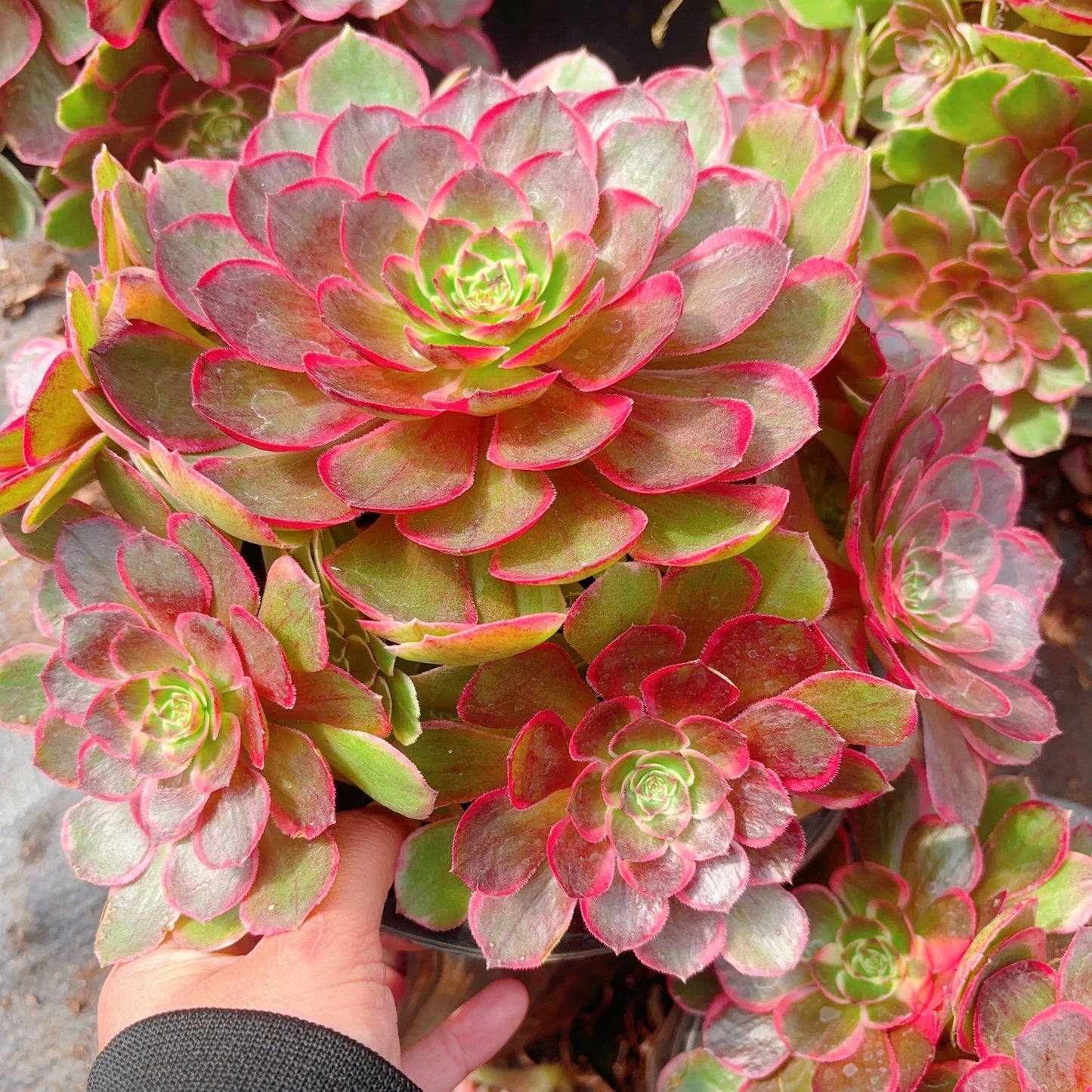 夜宴，Aeonium Evening Banquet，Cluster，20-25cm At Least 10 heads