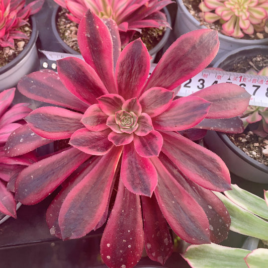 浣纱Aeonium White Yarn，Single head with root，13cm