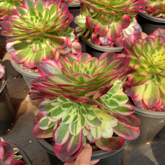 玉姿Aeonium Yuzi，Cluster At least 5 heads 20cm