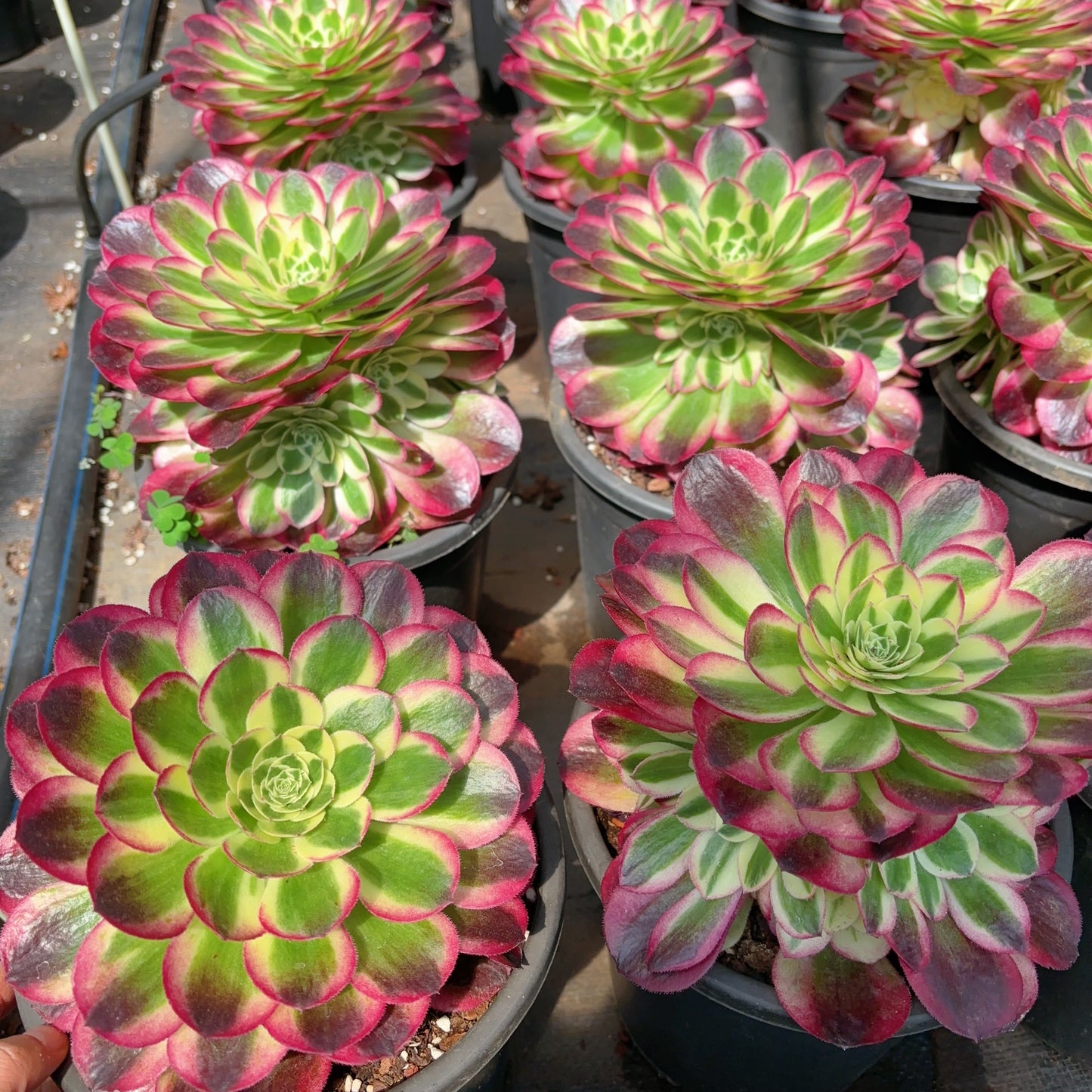 玉姿Aeonium Yuzi，Cluster At least 5 heads 20cm