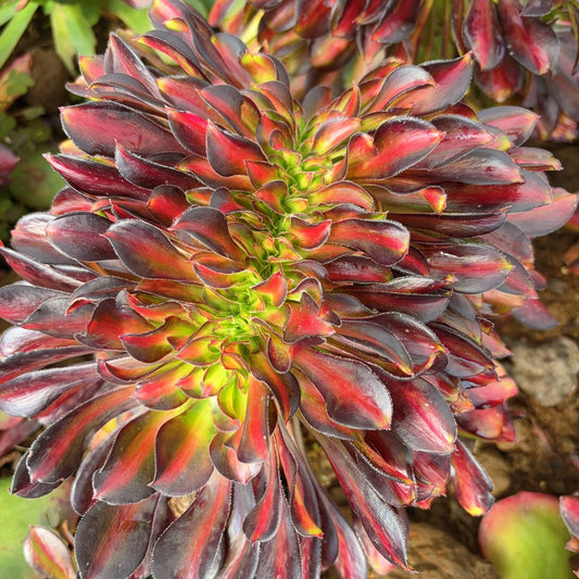彩虹缀化 Cristata. Aeonium Rainbow，20cm Rootless cutting