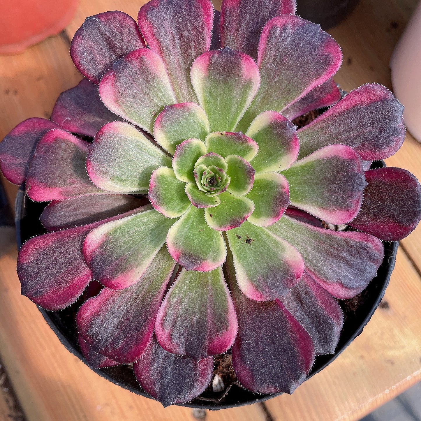 墨娅  Aeonium Black King Kong，Cutting  10cm