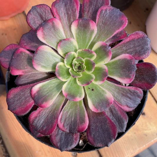 墨娅  Aeonium Black King Kong，Cutting  10cm
