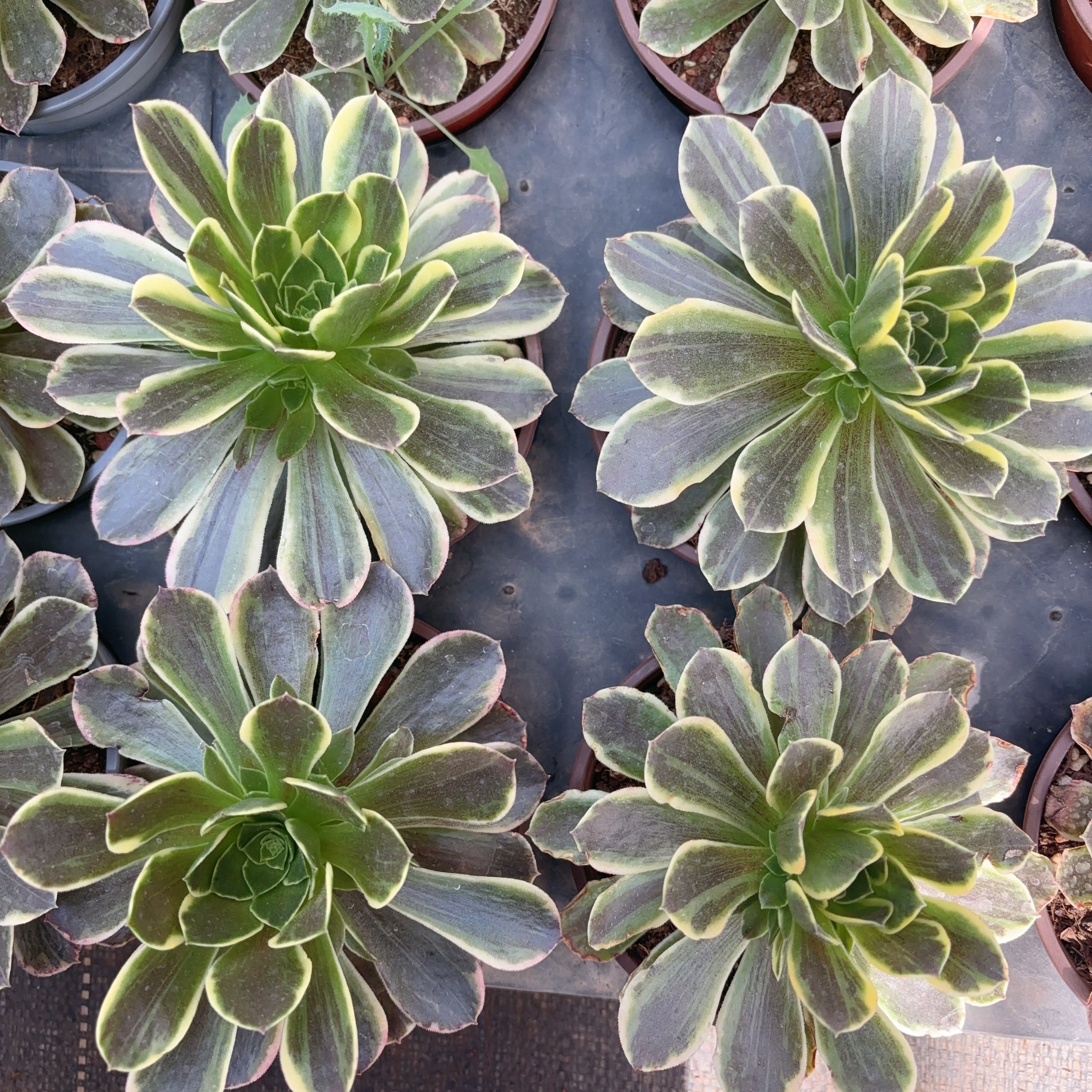 aeonium☆Princess様 Aeonium princess - Suculandia