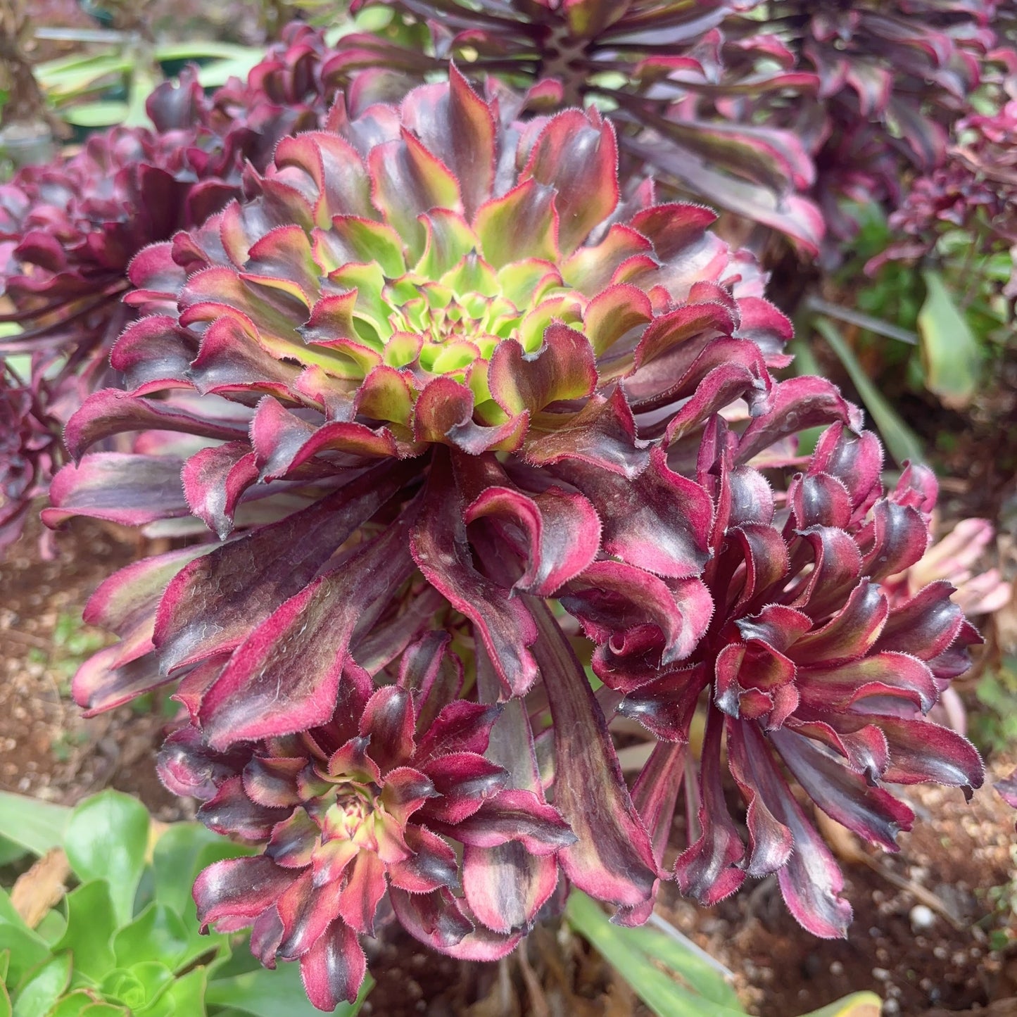祥云，Aeonium Auspicious Clouds，Cutting 10cm