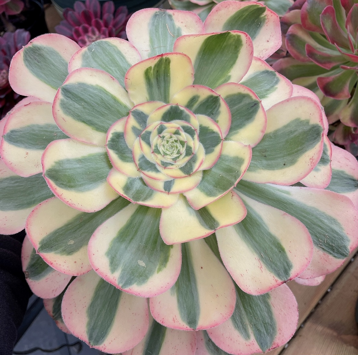 君美丽Aeonium Poseidon，Cutting  15cm