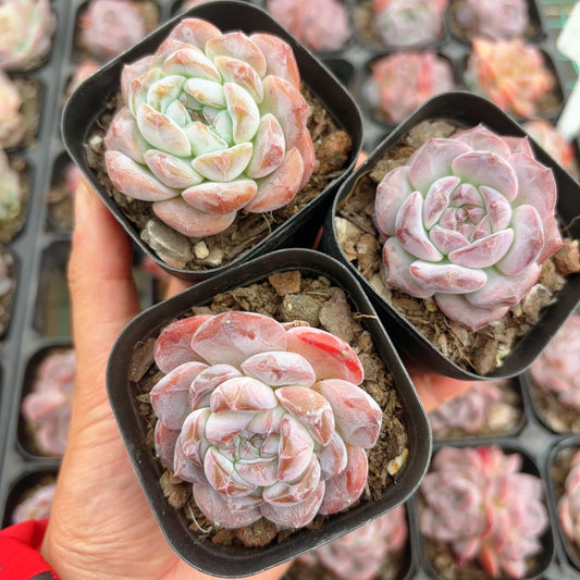 雪芙蓉，Echeveria Snow Lotus，Single head，6cm pot