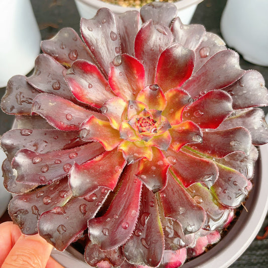 红蜻蜓，Aeonium Red Dragonfly，Cutting 10cm