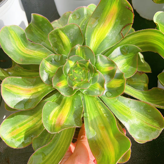 暴君优选，Aeonium Tyrant Selected，Cutting 15-20cm