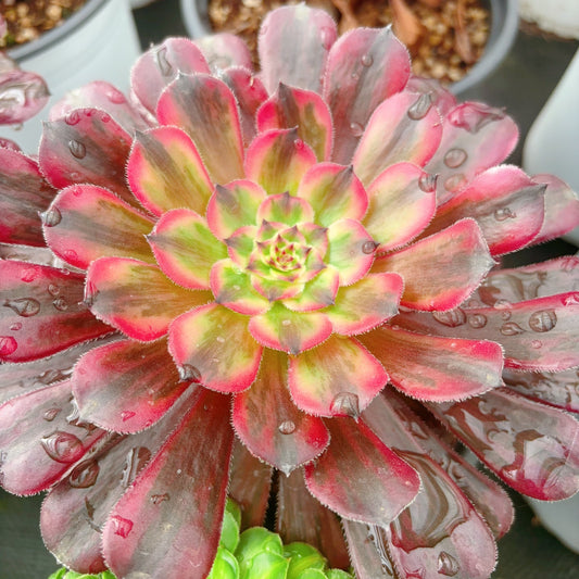 粉体白月光，Aeonium Pure Moonlight the Pink，Cutting 10cm