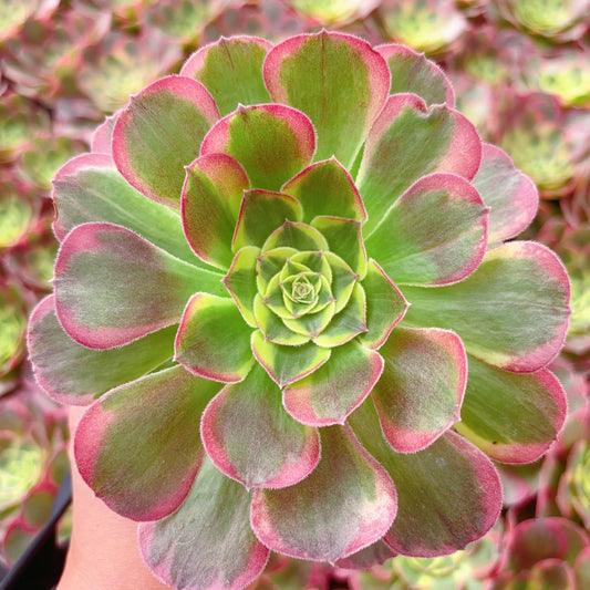水中月，Aeonium Moon in the Water，Cutting 10cm