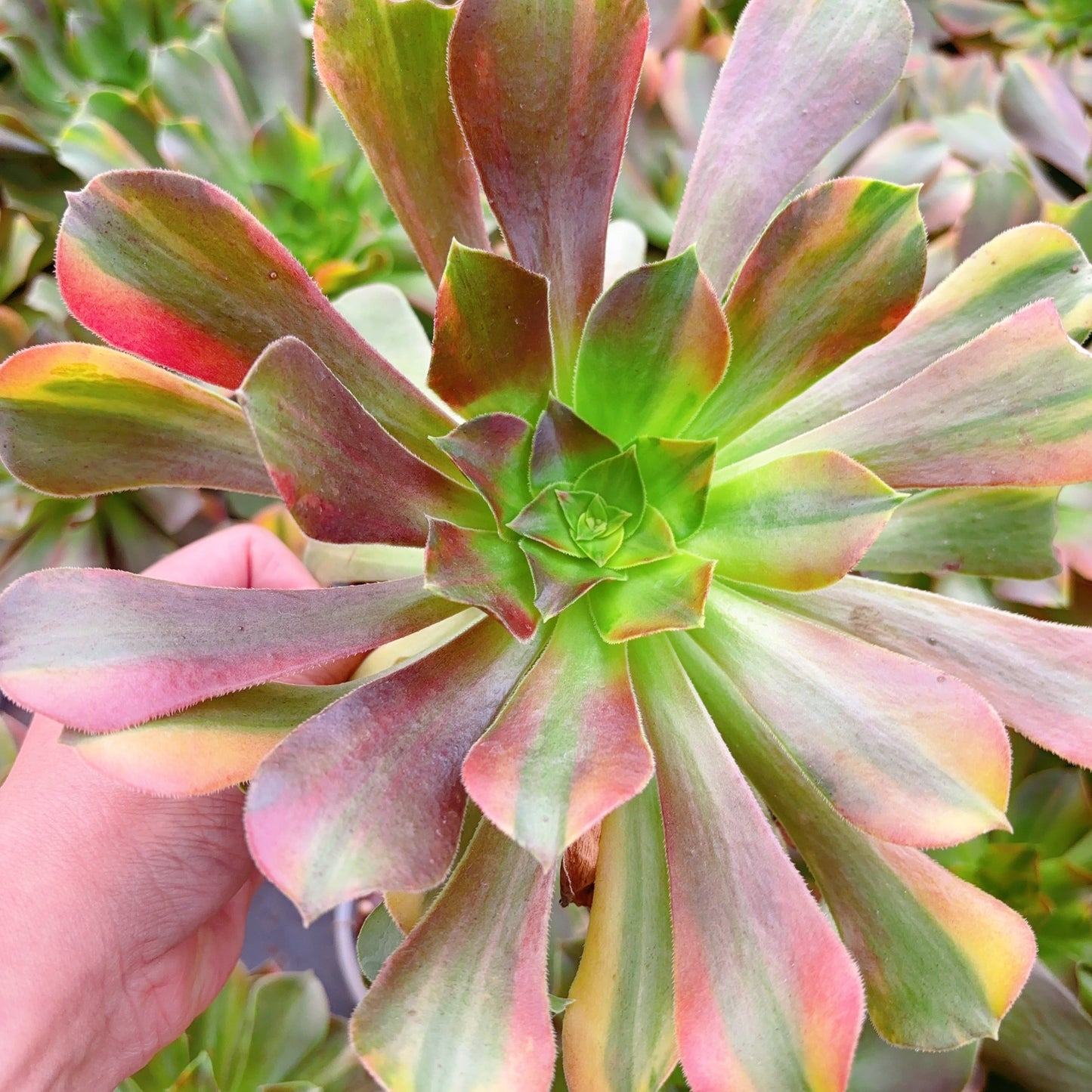 七彩，Aeonium Blushing Beauty Rainbow Varigated，Cutting 13cm