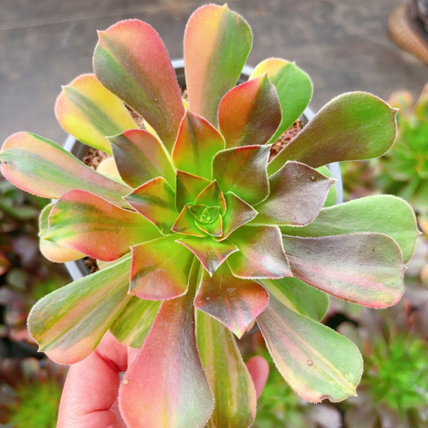 七彩，Aeonium Blushing Beauty Rainbow Varigated，Cutting 13cm