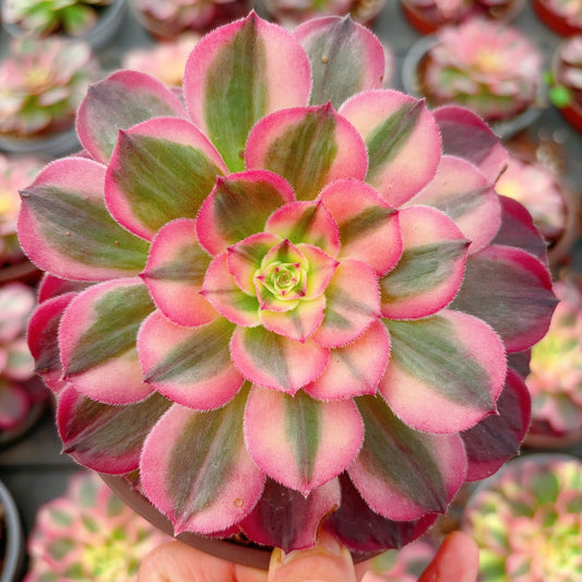 海神，Aeonium Nereus，Cutting 10cm
