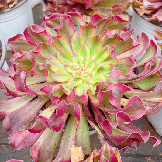 彩云优选，Aeonium Rosy Clouds Selected，Cutting 12cm