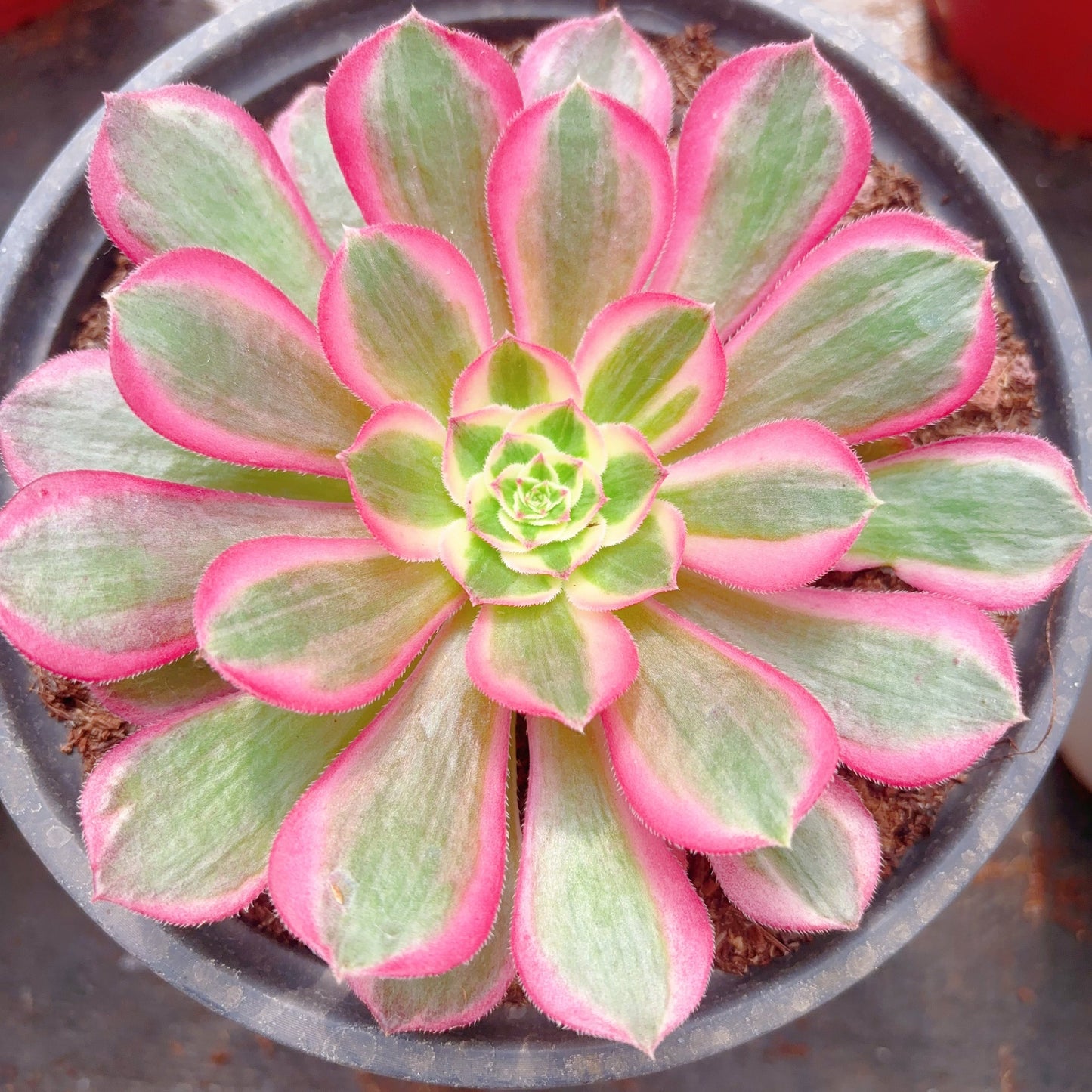 孔雀翎，Aeonium Peacock Plume，Cutting 10cm