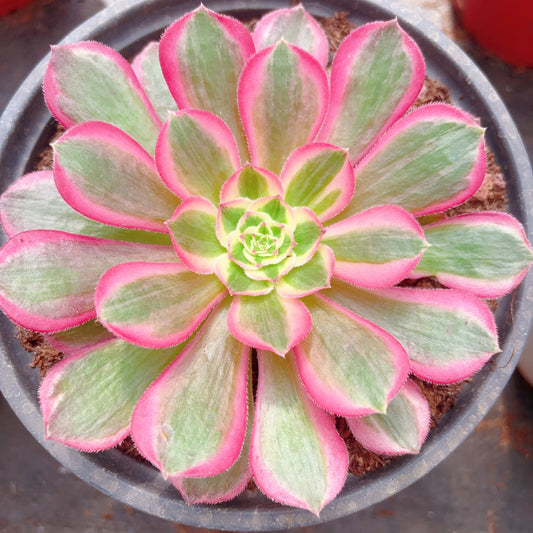 孔雀翎，Aeonium Peacock Plume，Cutting 10cm