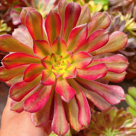 仙蝉，Aeonium Fairy Chan，Cutting 10cm