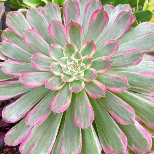 粉铜壶，Aeonium Zwartkin the Pink，Cutting 10cm
