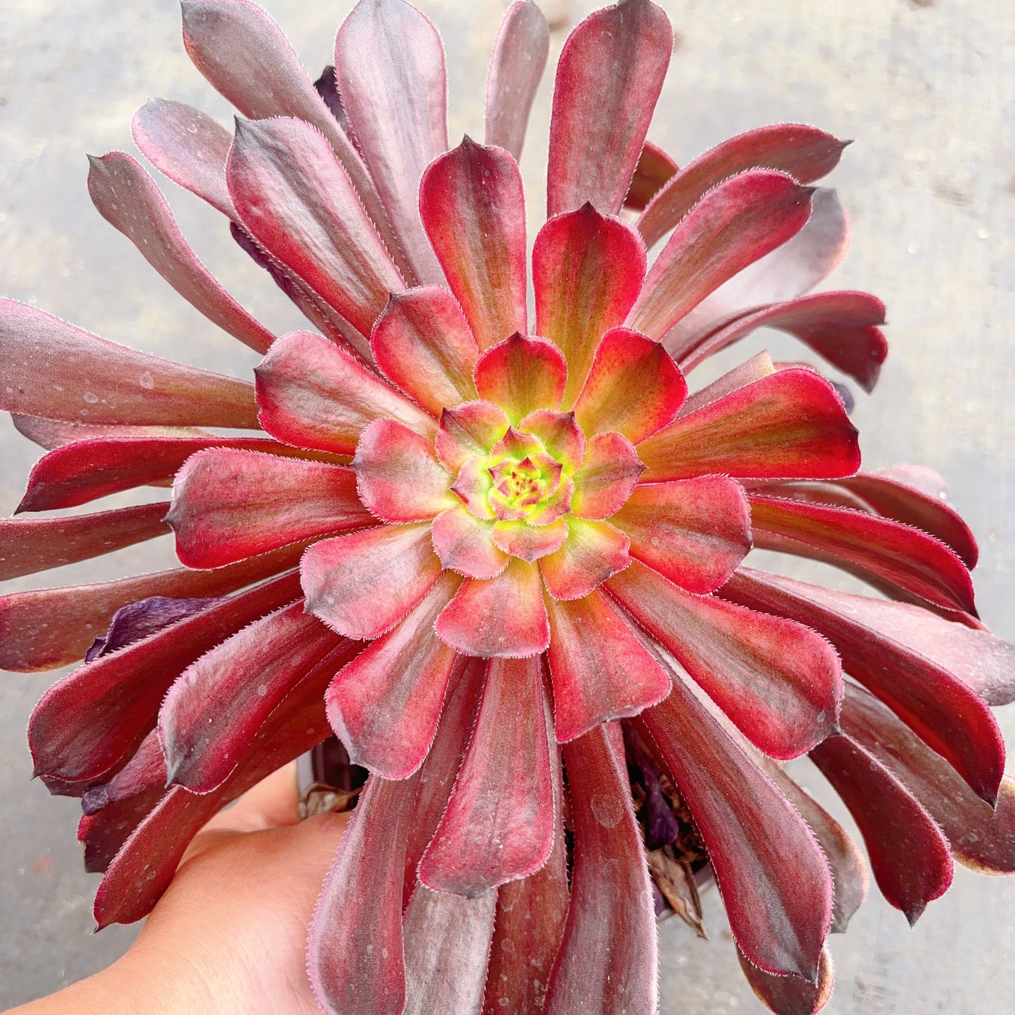 红茶，Aeonium Black Tea，Cutting 10cm