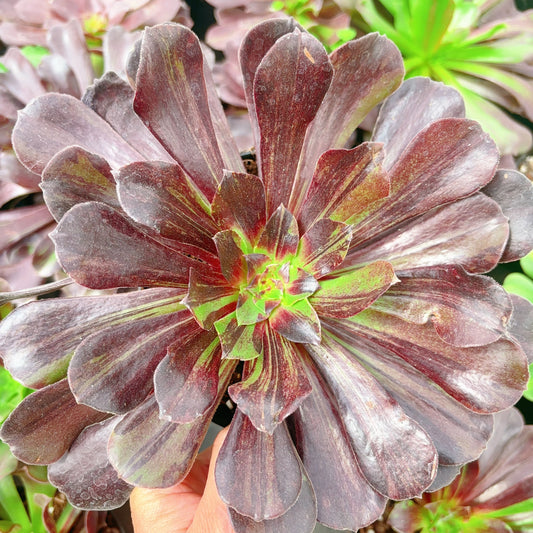 欧若拉，Aeonium Eurora，Cutting 10cm