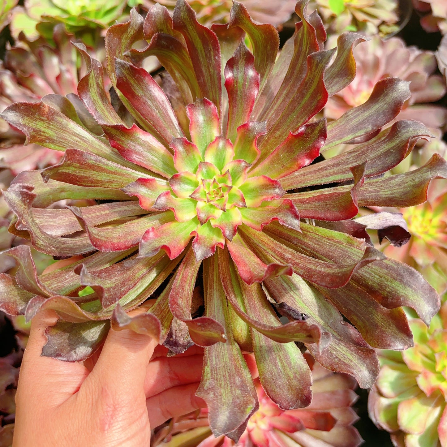 雪姬Aeonium Snow Lady,Single Head With Root 15cm