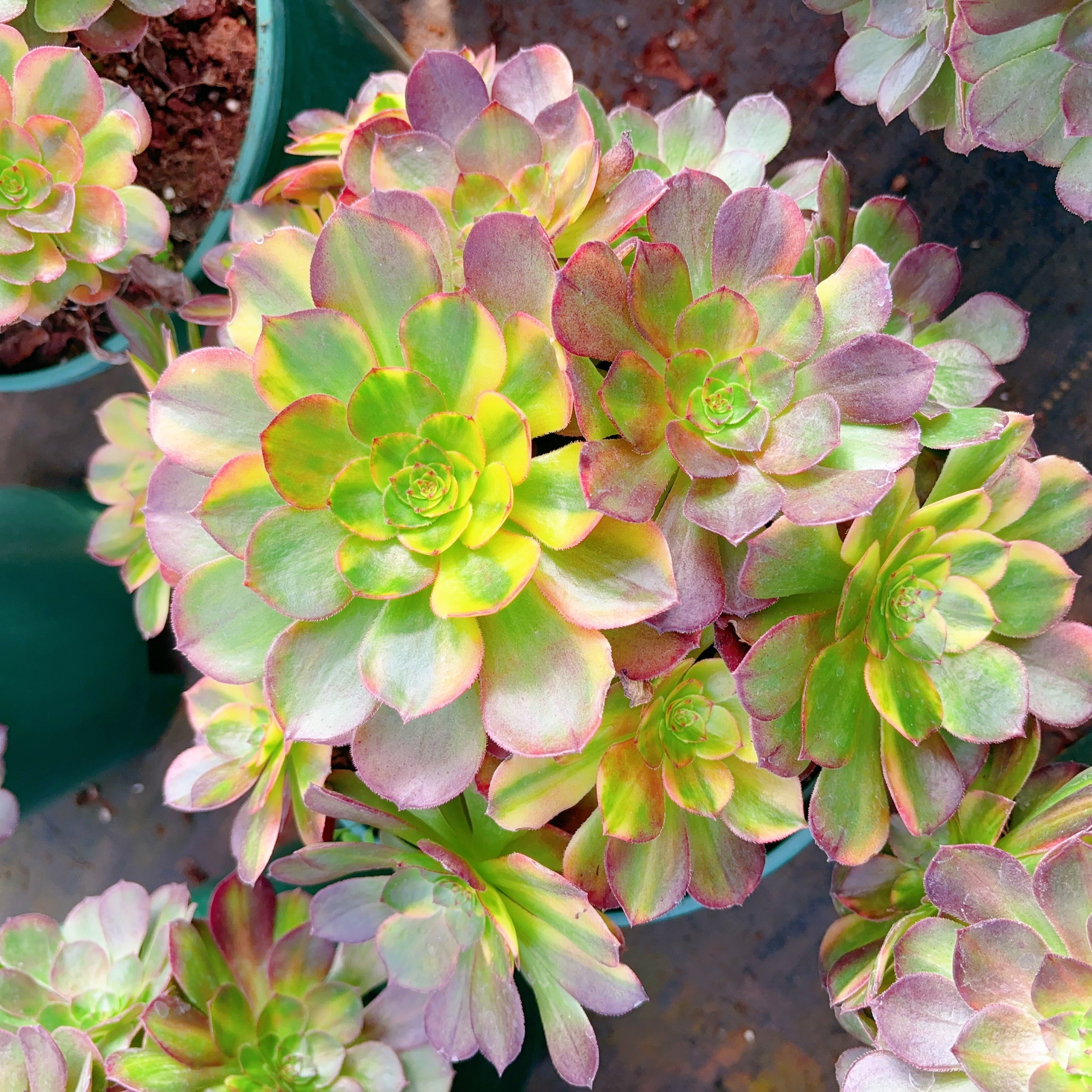 Aeonium Cluster – DaFoo！Succulents