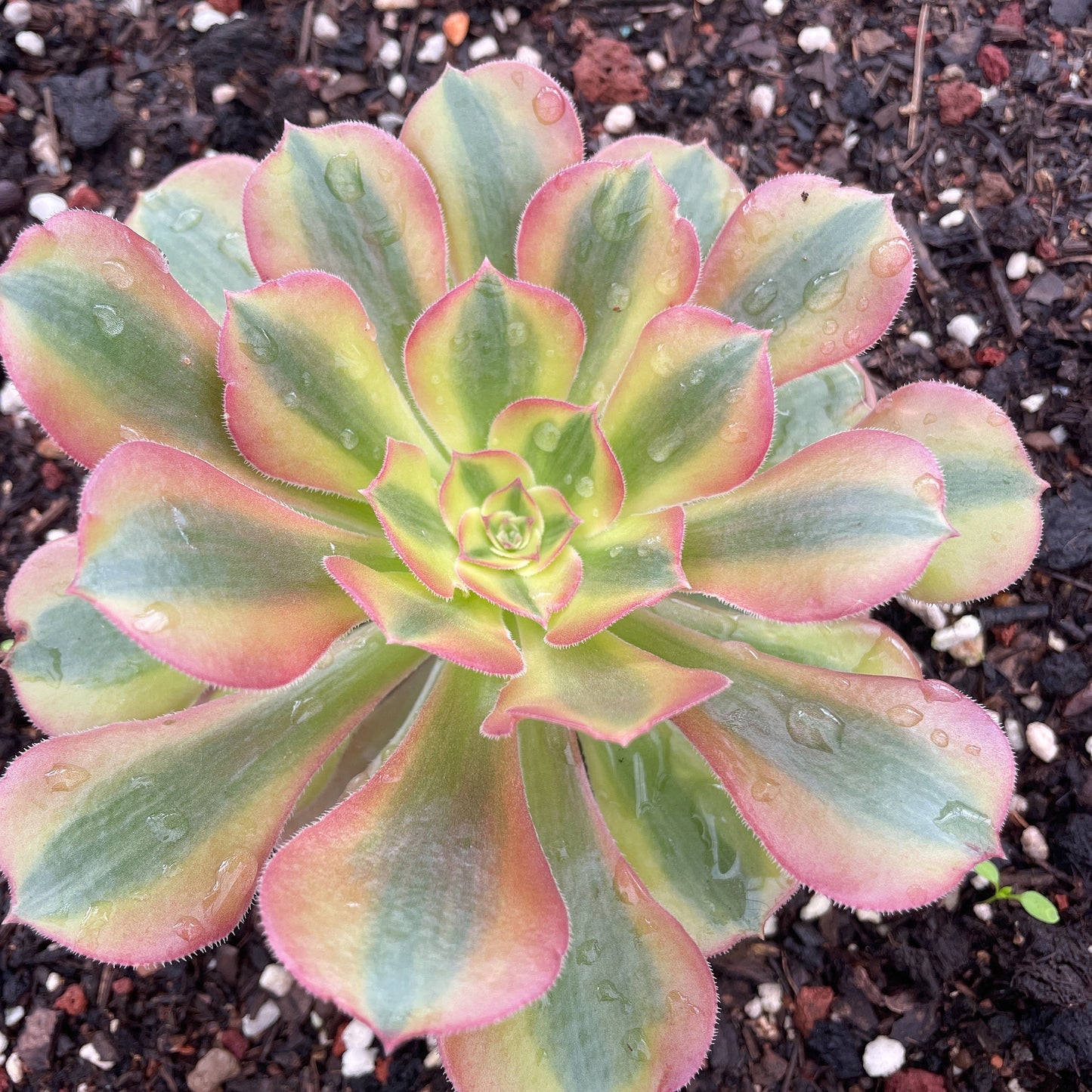 洛神Aeonium Luoshen，Cutting  10cm