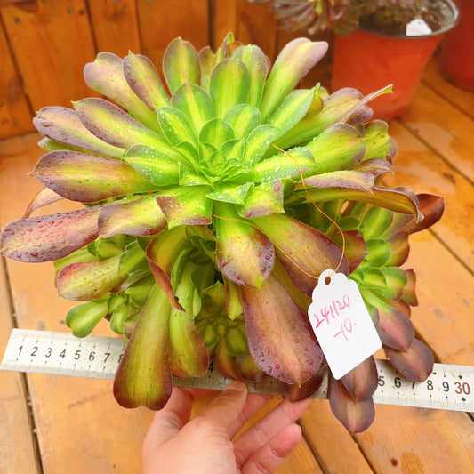 Unique！！No.241102-10.Aeonium Glorious Youth，Cluster.Sizes Shown in Photos.