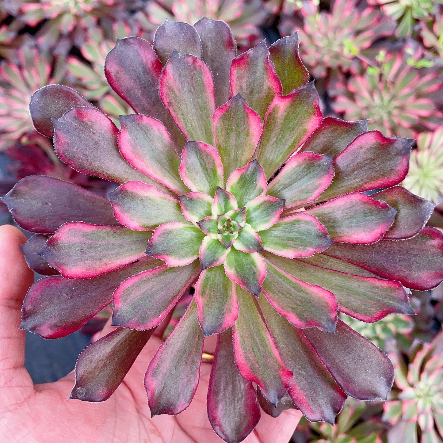 雪姬Aeonium Snow Lady, Cutting 12cm