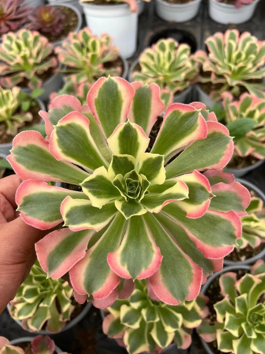 雨花石Aeonium River Stone，Cutting 10cm