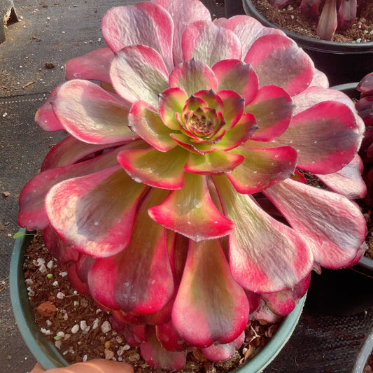 美姬 Aeonium MeiJi,Cutting 12cm
