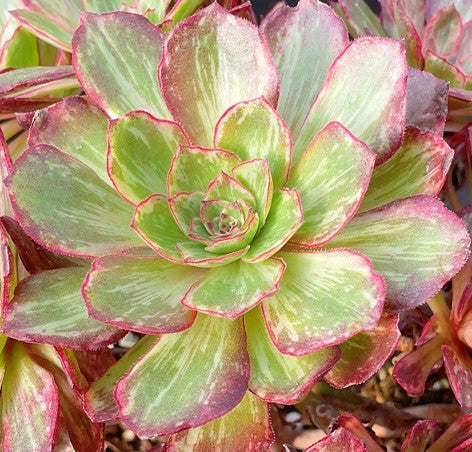 万圣节拉丝锦 Aeonium Hollowing the Brushed Varigated，Cutting 10-12cm