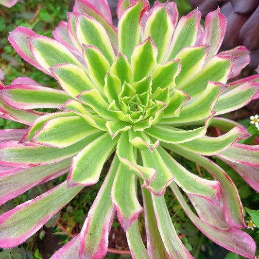 碧游，Aeonium Green Fairy，Cutting，10cm