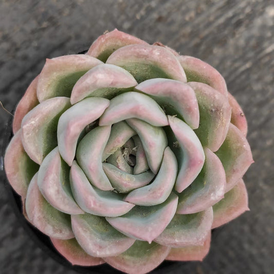 莎莎女王Echeveria Sasa,Single Head 5.5 cm Pot